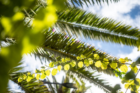 Soft evening sun shining through leaves of date palm and bougainvilleaの写真素材