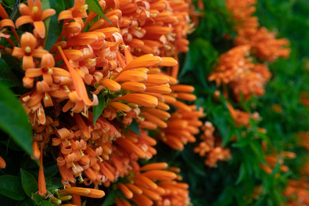 Orange flowers and green leaves summer background. Flamevine blossoms closeupの写真素材