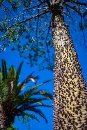 Mostly blurred closeup of floss silk tree trunk and prickly bark down up