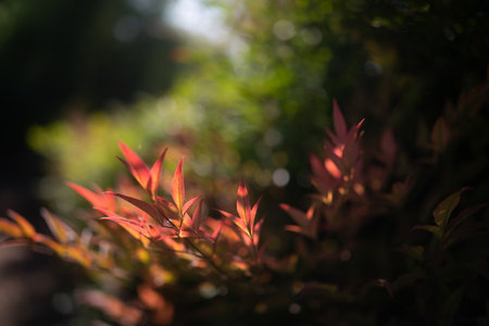 Fresh green and red leaves closeup in sunlight on foliage and grass background