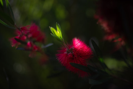 Fluffy red flowers closeup. Scarlet bottlebrush or callistemon coccineusの写真素材