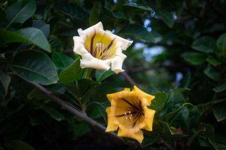 Big yellow flowers of Chalice cup vine or cup of gold. Exotic tropical flora