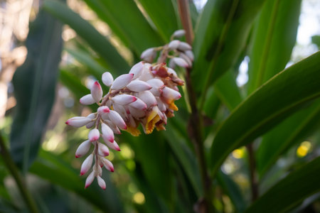 Pale pink, red and yellow flowers of Alpinia zerumbet or shell gingerの写真素材
