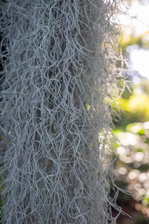 Old mans beard closeup. Almost white plant of tillandsia usneoides, spanish moss