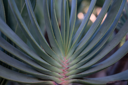 Kumara plicatilis or fan aloe closeup. Unusual fan-like linear long leaves