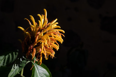 Justicia aurea yellow flower on dark background. Yellow or Golden Plume blossomの写真素材