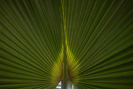 Mostly blurred abstract green background from a leaf of fan palm tree