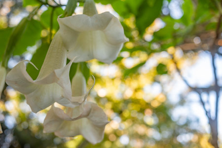 White angels trumpet on blurred green leaves backgroundの写真素材