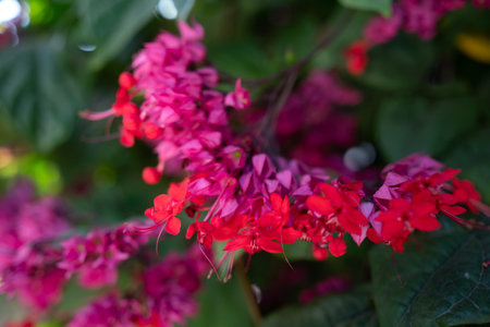 Pink and red flowers of bleeding heart vine closeup on green leaves background