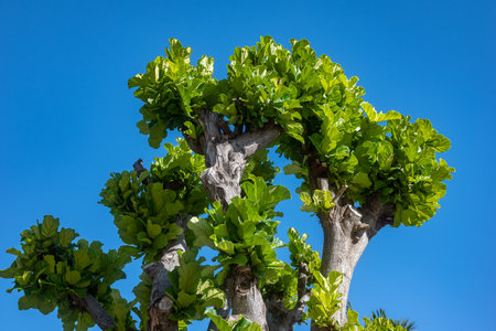 Ficus pandurata or Fiddle-leaf Fig grey trunk and green leaves on blue sky