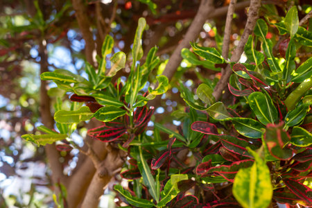 Vatikalive Croton Mammy with curly leaves. Colorful foliage closeup