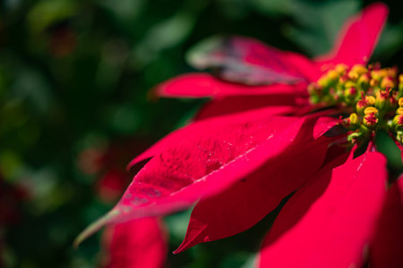 Mostly blurred sunlit Christmas star flower closeup on green leaves backgroundの写真素材