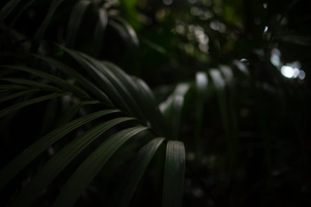 Mostly blurred dark tropical leaves background. Pacaya closeup