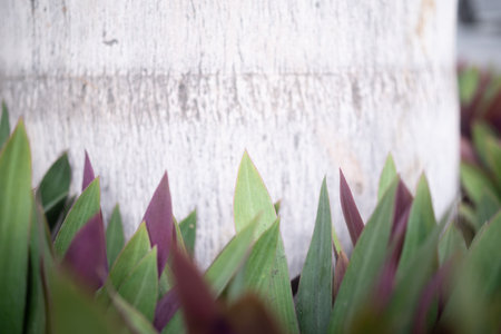 Green and purple leaves background of mosses-in-the-cradleの写真素材