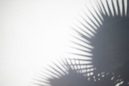 Tropical background of date palm leaves shadow on white wallの写真素材