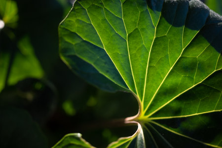 Mostly blurred large round glossy leaves background of leopard plant