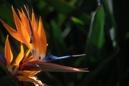 Mostly blurred orange flowers of Strelitzia closeup on green leaves backgroundの写真素材