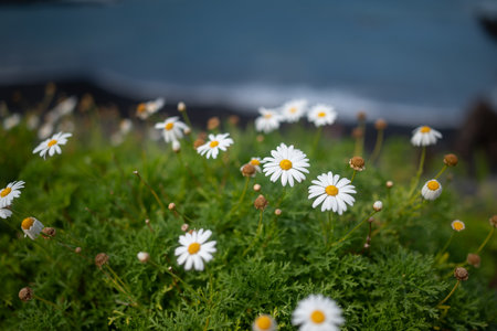 Mostly blurred Canary Island Marguerite or Dill Daisy yellow and white flowersの写真素材