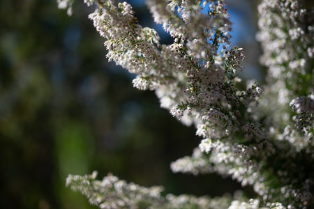 Mostly blurred white flowers branches on green leaves background. Tree heathの写真素材