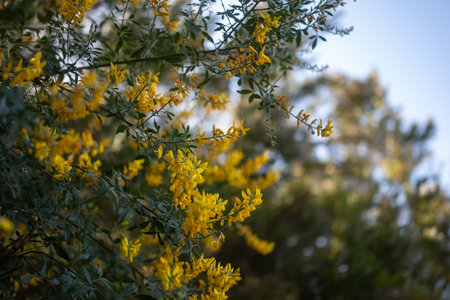 Mostly blurred yellow flowers background. Sweet broom, Easter broomの写真素材