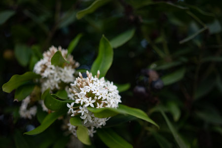 White flowers on green leaves background with black berries. African wintersweetの写真素材