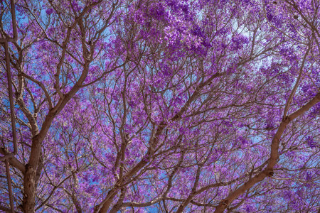 Mostly blurred purple tree on blue sky background. Flowers of blue Jacarandaの写真素材