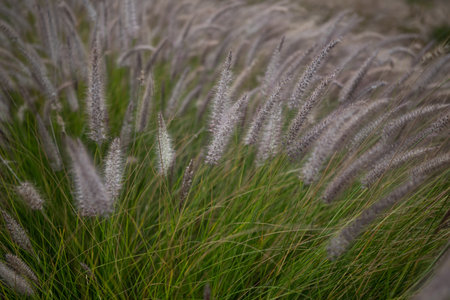 Mostly blurred field of Cats Tail grass. Green bloomingの写真素材