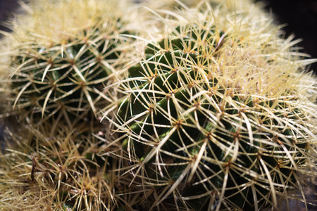 Mostly blurred golden barrel cactus. Mother-in-laws seat