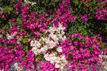 Pink and white bougainvillea flowers as natural hedge. Miss universe typeの写真素材