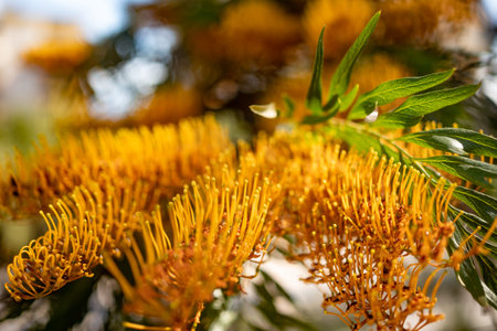 Mostly blurred brush-like yellow flower. Australian silky-oak or silver oakの写真素材