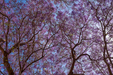 Mostly blurred purple tree on blue sky background. Flowers of blue Jacarandaの写真素材