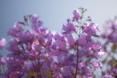 Mostly blurred purple flowers background with blue sky. Blue jacarandaの写真素材