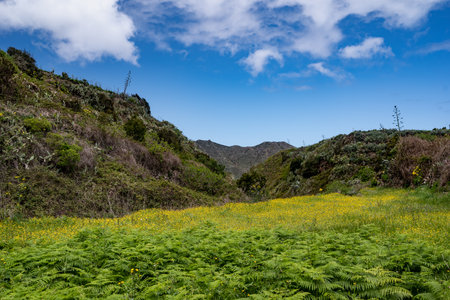 Summer landscape of a meadow with fern and yellow flowers between green hillsの写真素材