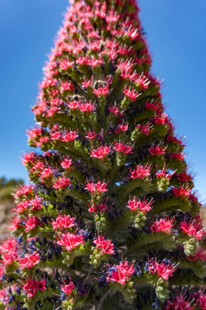 Closeup of tajinaste rojo or red bugloss. Cone with many purple and red flowersの写真素材