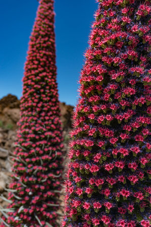 Closeup of tajinaste rojo or red bugloss. Cone with many purple and red flowersの写真素材