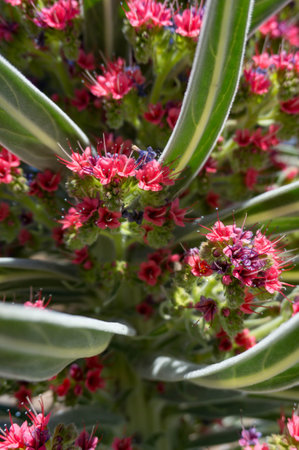Closeup of tajinaste rojo or red bugloss. Cone with many purple and red flowersの写真素材