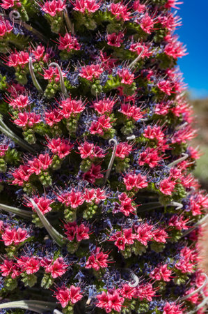 Closeup of tajinaste rojo or red bugloss. Cone with many purple and red flowersの写真素材