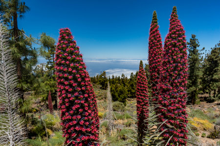 Red Flower of tajinaste rojo among Canary Island pine trees forestの写真素材