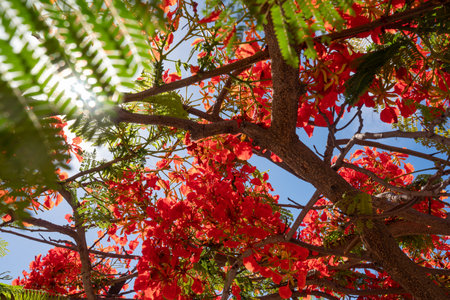 Red flowers on blue sky background with sunshine through its green leavesの写真素材