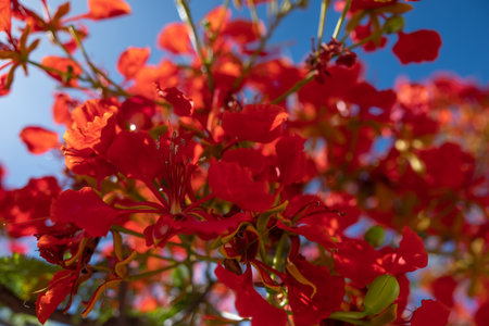 Red flowers on blue sky background. Sunlit closeup of Delonix regiaの写真素材