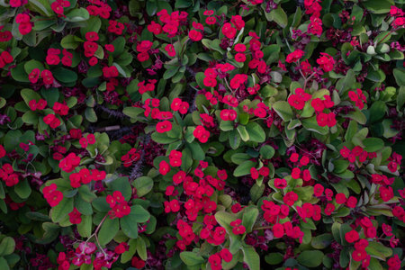 Red flower background of Crown of thorns or Christ plant among green leavesの写真素材