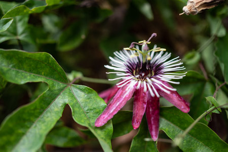 Exotic purple flower on green leaves background. Passion flowerの写真素材