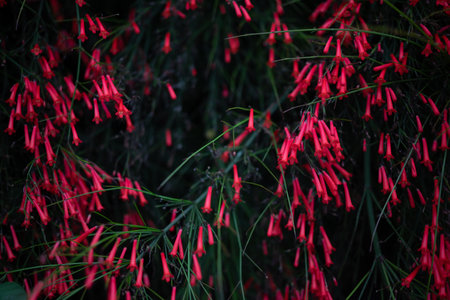 Red flowers background. Dark photo of firecracker. Summer nature wallpaperの写真素材