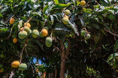 Ripe yellow and green nispero fruit growing on a tree. Japanese loquat or medlarの写真素材