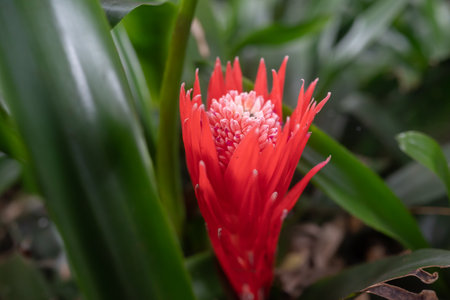 Red flower on green leaves background. Foolproof plant or billbergia pyramidalisの写真素材
