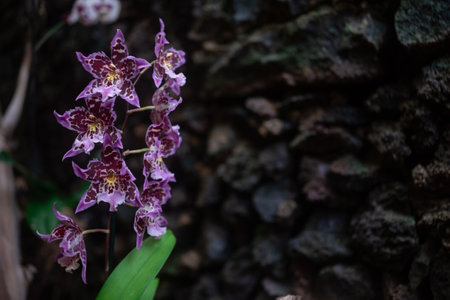 Purple pink orchid flowers on dark rocks. Unusual Wydlers dancing-lady orchidの写真素材