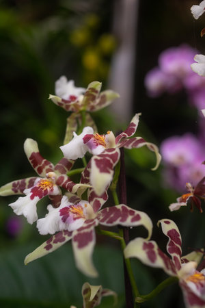 Red and white orchid flowers on leaves background. Wydlers dancing-lady orchidの写真素材