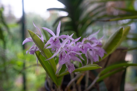 White and purple orchids on green leaves background. Purple Guaria orchidの写真素材