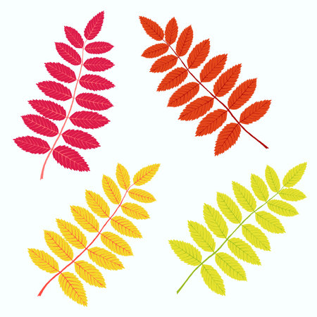 Autumn leaves on white backgroundのイラスト素材