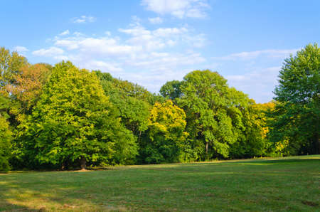 Glade green wood the blue sky with clouds autumn Dendro park Umanの写真素材